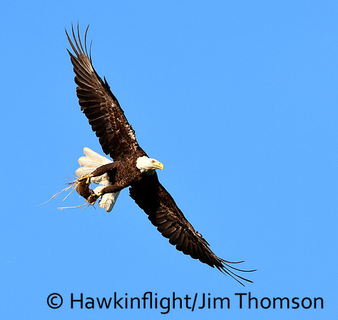 Bald Eagle