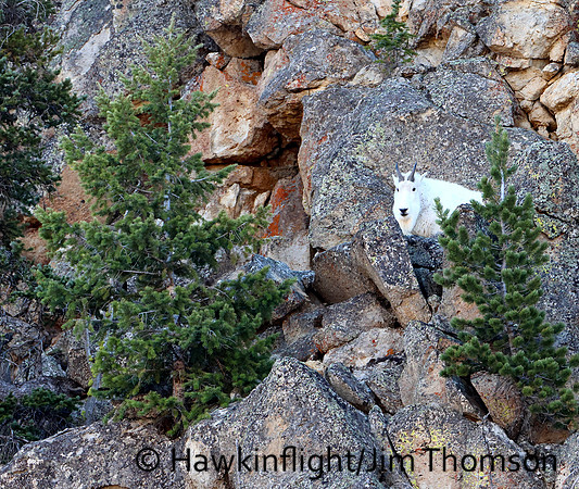 Mountain Goat