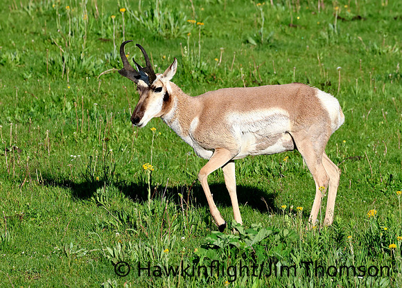 Pronghorn