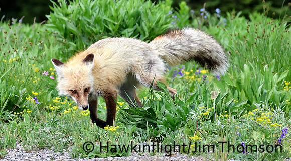 Red Fox