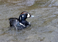 Harlequin Duck
