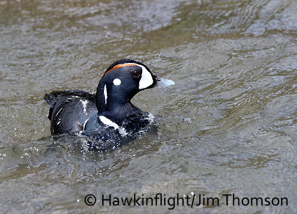 Harlequin Duck