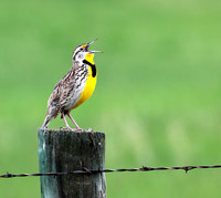 Western Meadowlark