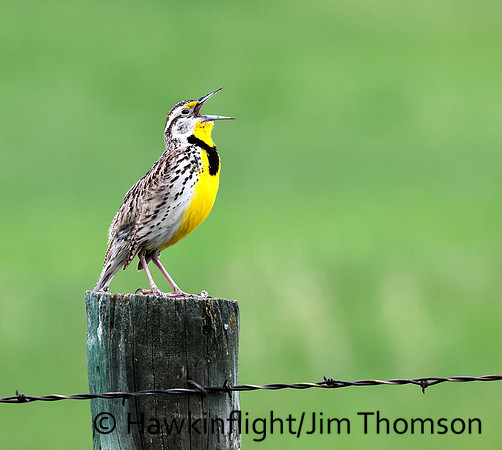 Western Meadowlark
