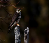 Merlin