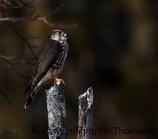 Merlin
