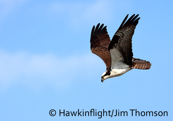 Osprey