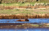 Bison