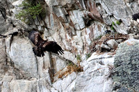 Golden Eagle-Nest