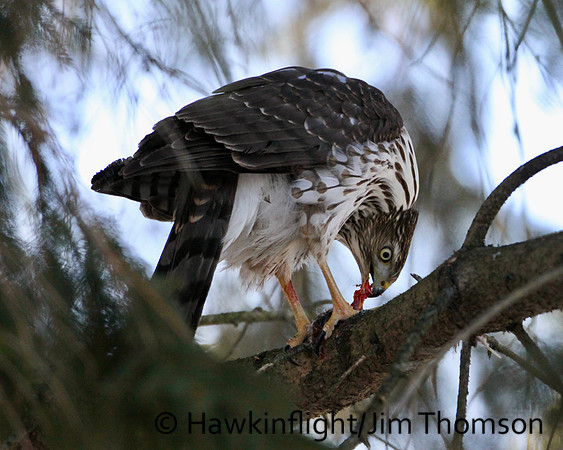 Cooper's Hawk