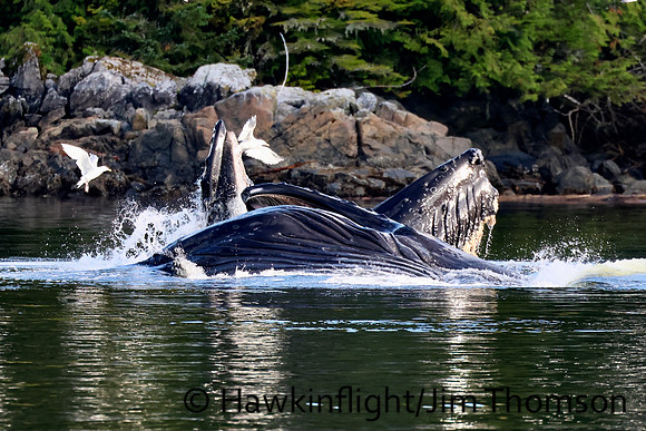 Humpback Whale