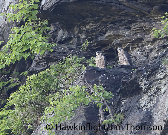 Peregrine Falcon