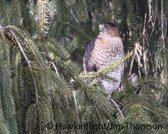 Cooper's Hawk