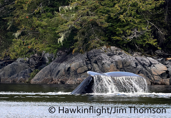 Humpback Whale