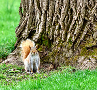 Grey Squirrel