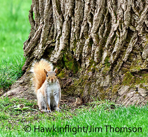 Grey Squirrel