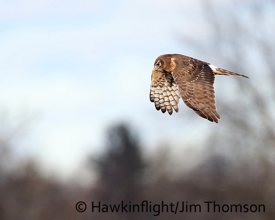 Northen Harrier