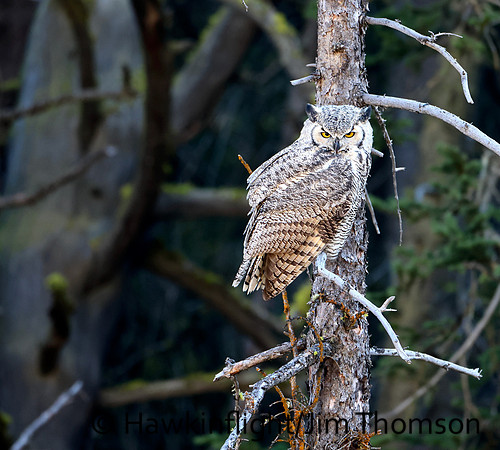 Great Horned Owl
