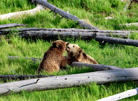 Grizzly Bears