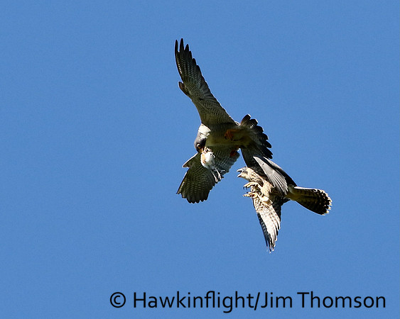 Peregrine Falcon