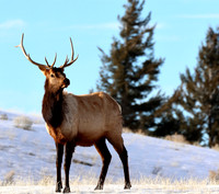 Elk
