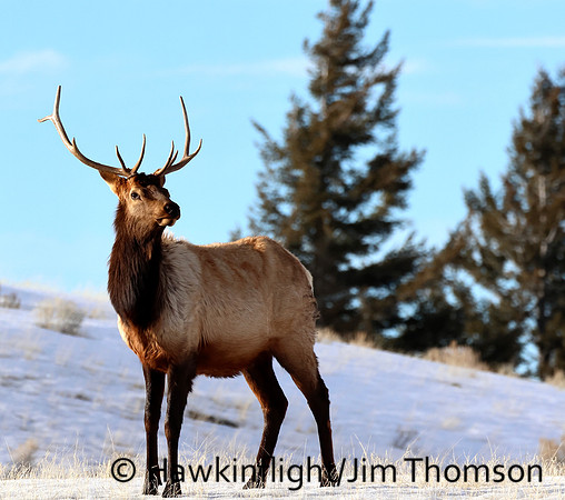 Elk