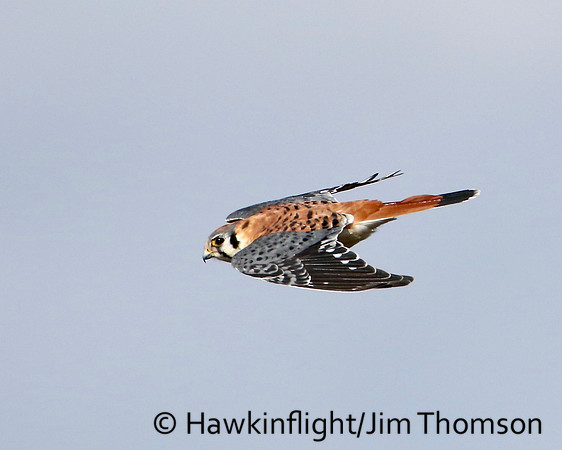 American Kestrel