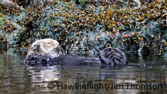 Sea Otter