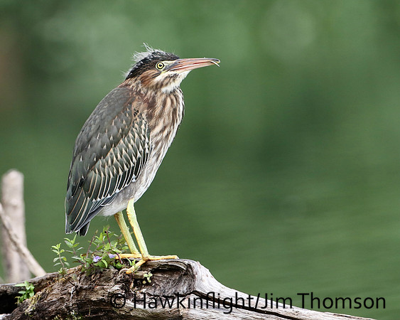 Green Heron