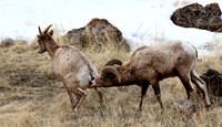 Bighorn Sheep