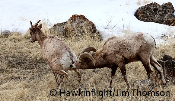 Bighorn Sheep