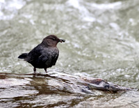American Dipper