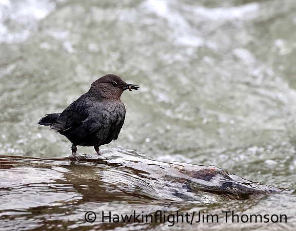 American Dipper