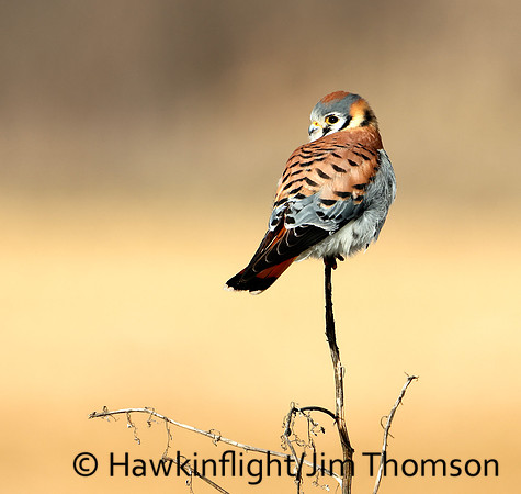American Kestrel