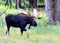 Moose