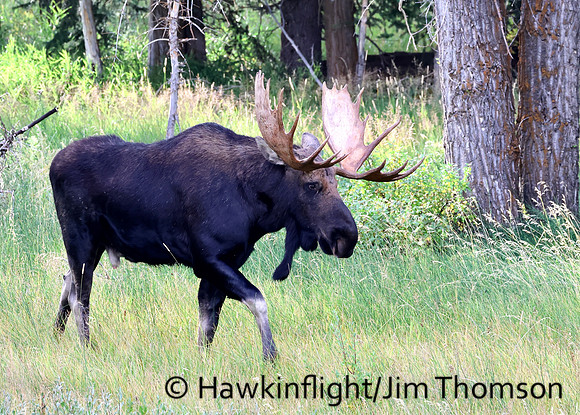 Moose