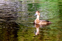 Lesser Scaup