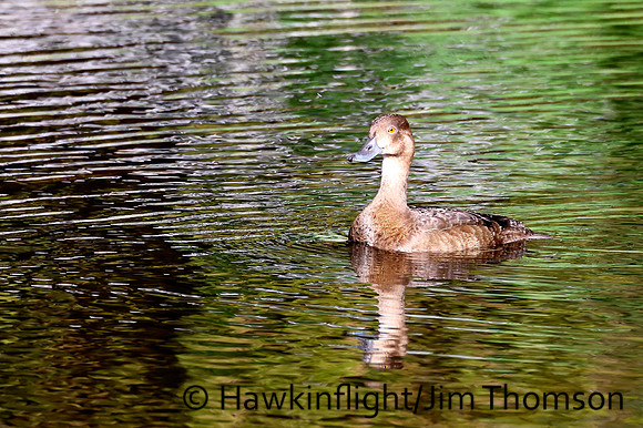 Lesser Scaup