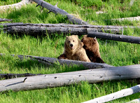 Grizzly Bears