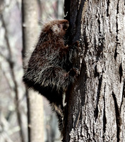 Porcupine