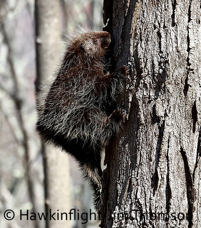 Porcupine
