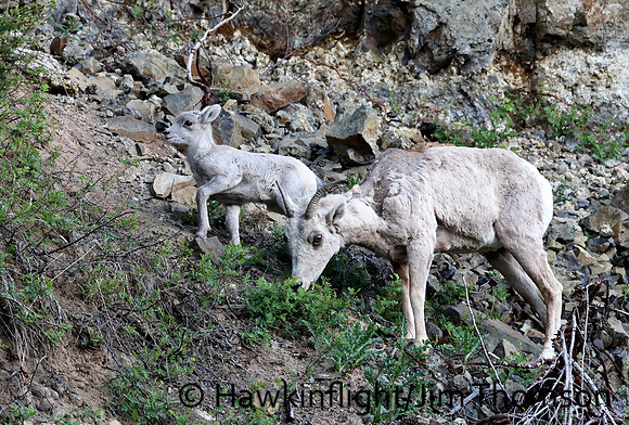 Bighorn Sheep