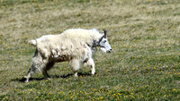 Mountain Goat