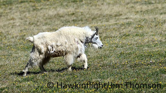 Mountain Goat