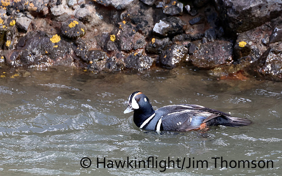 Harlequin Duck
