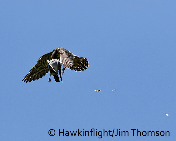 Peregrine Falcon