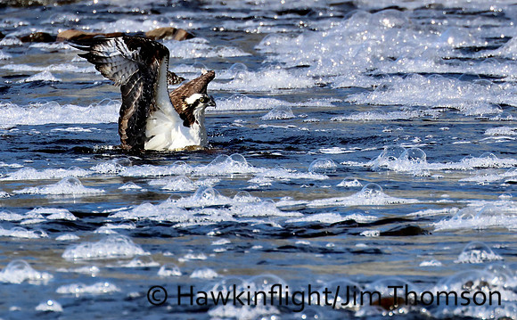 Osprey