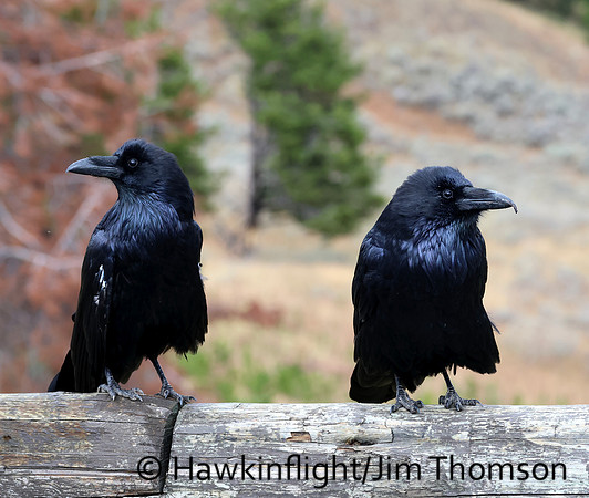 Common Raven
