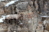 Bighorn Sheep