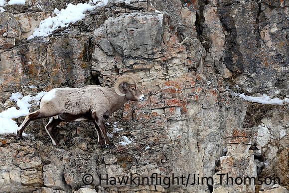 Bighorn Sheep
